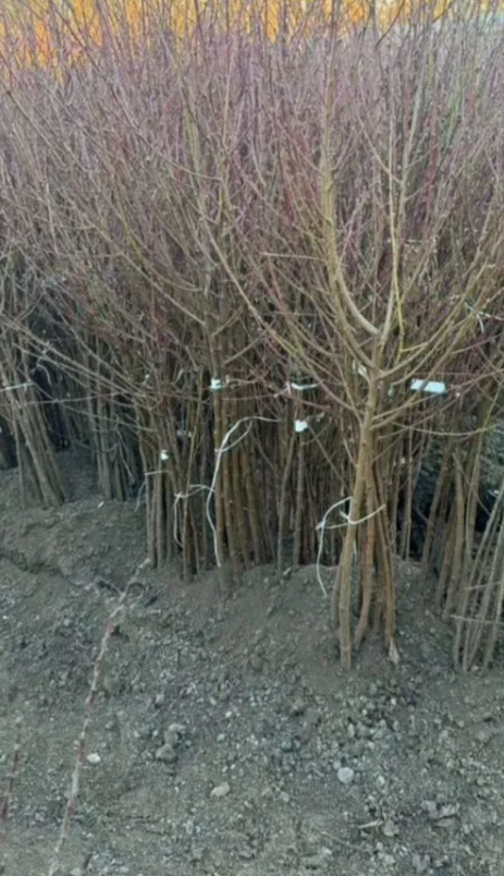 Крупный плод Флеминг Фьюри