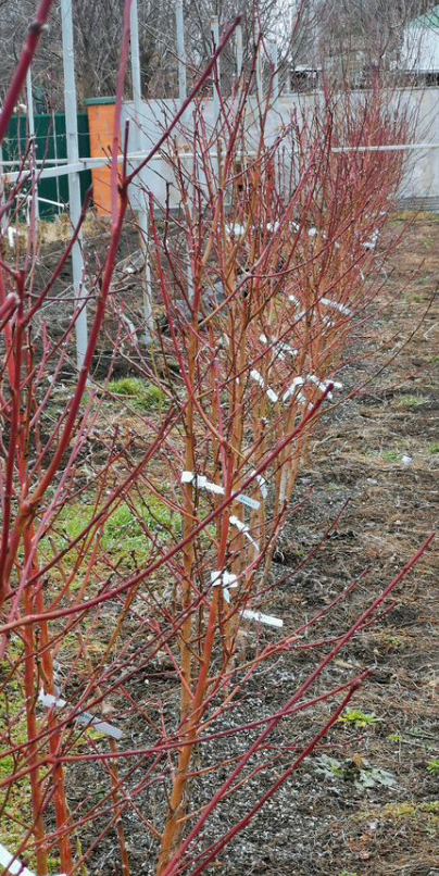 Приятный вкус Флеминг Фьюри